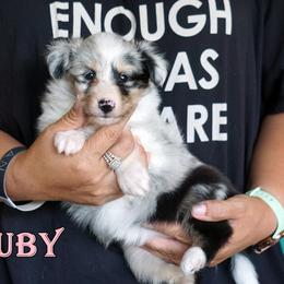 Pomsky, Shetland Sheepdog, and Toy Shetland Sheepdog Puppies from Mountain High Kennels