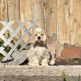 Toby - Buff male Cocker Spaniel puppy in Oregon from Doc's Cockers