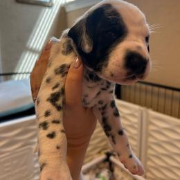 Beorn - White and black male Dalmatian puppy in Conroe, Texas from Saint Rocco's Dalmatians