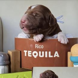 Rico - Red  male Goldendoodle puppy in Pine Grove, California from Lundee Doodles