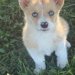 Susie Q - Sable and white female American Corgi puppy in Missouri from Country Legends Aussies & Corgis