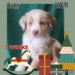 Cider - Red merle Australian Shepherd puppy in Hillsboro, Missouri from Consider the Lilies Homestead