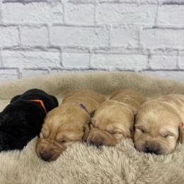 Fifth Pick Male - Black male Labrador Retriever puppy in Edgewood, New Mexico from Pageant Paws LLC