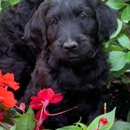 Goldendoodle and Poodle Puppies from Fancy Goldendoodles and Poodles