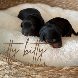 Silk - Black and tan female Dachshund puppy in Canton, Texas from Itty Bitty Dachshunds