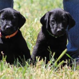 Labrador Retriever Puppies from Angela Zeyfang