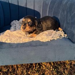 Winston - Black and cream male Dachshund puppy in New Albany, Mississippi from Double A. Doxies