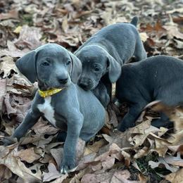 Mountain Cur Puppies from Lost Forty Kennels