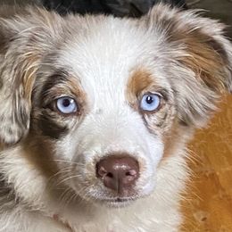 Australian Shepherds, Miniature Australian Shepherds, and Toy Australian Shepherds from Triple Lake Ranch Miniature Australian Shepherds