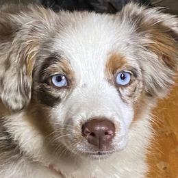 Australian Shepherds, Miniature Australian Shepherds, and Toy Australian Shepherds from Triple Lake Ranch Miniature Australian Shepherds