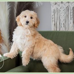 Simone - Red female Bernedoodle puppy in Connersville, Indiana from Deaz Doodle Ranch