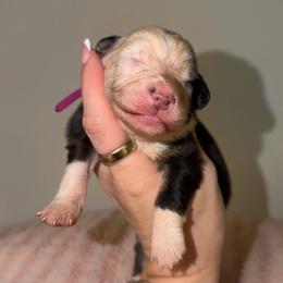 Pina Colada - Black tri-color female Australian Shepherd puppy in Anniston, Alabama from All Hale Aussies