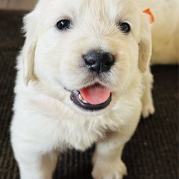 2nd choice female - Light golden female Golden Retriever puppy in Decatur, Indiana from Golden Bundles