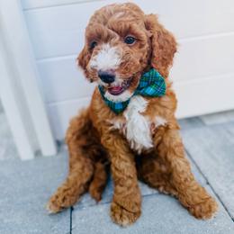Andy - Red  male Goldendoodle puppy in Lakeland, Florida from Rolling Oak Doodles
