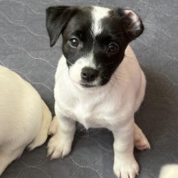 Girl 1 - Black and white female Jack Russell Terrier puppy in Williston, Florida from CP FARMS BORDER COLLIES N JACKS CORP