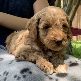 Goldendoodle Puppies from Fort Worth Goldendoodles