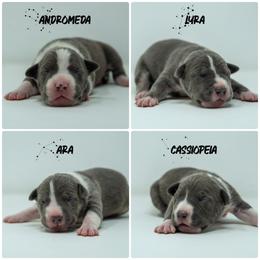 Female 2 - Blue female American Bully puppy in Cecil County, Maryland from Nitro’s Bullies