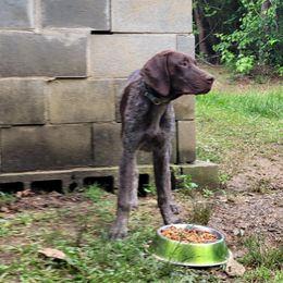 Boy 3 - German Shorthaired Pointer puppy in Troy, North Carolina from Uwharrie GSP