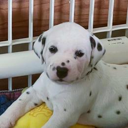 Hotlips (teal boy) - White and black male Dalmatian puppy in Acampo, California from Gateway Farm Dalmatians