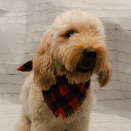 Ella - Goldendoodle