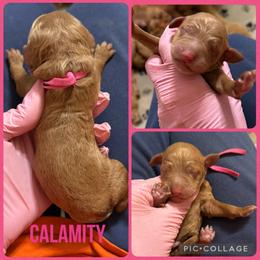Calamity - Red  female Poodle puppy in Mount Vernon, Illinois from AMC Poodles