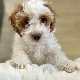 Cockapoo Puppies from Cockapoo