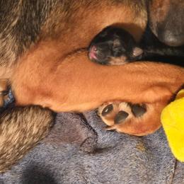 Boy 4 - Black and tan male German Shepherd puppy in Oconomowoc, Wisconsin from Vom Haus Borchardt GSD Kennels