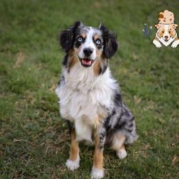 Shelby - Toy Australian Shepherd