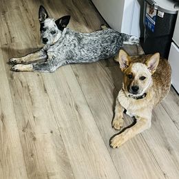 Australian Cattle Dog and French Bulldog Puppies from Sugarloaf French bulldogs and Australian cattle dogs