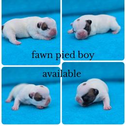 Pied boy - Fawn and white male French Bulldog puppy in Polk City, Florida from Best Friend Frenchies, LLC