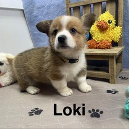 Loki - Sable male Pembroke Welsh Corgi puppy in Apison, Tennessee from Ashmore Corgis