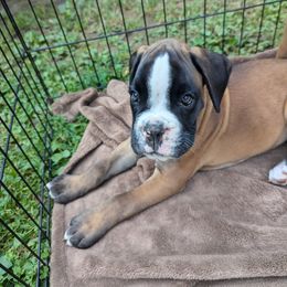 Boy 7 - Boxer puppy from Vista Hill Boxers