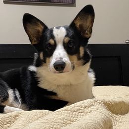 Winston - Pembroke Welsh Corgi