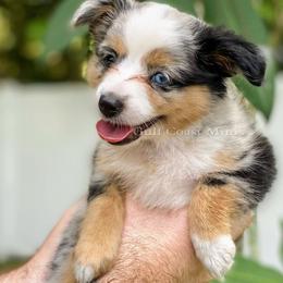 Miniature American Shepherd Puppies from Gulf Coast Minis