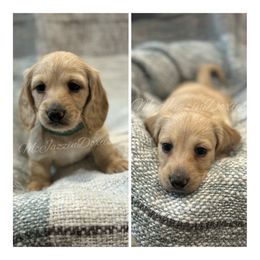 Dachshund Puppies from McJazzin Doxies