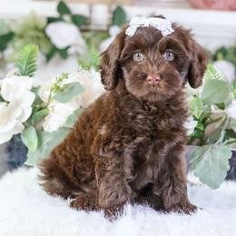 Brûlée - Chocolate female Australian Labradoodle puppy in Redding, California from Shasta Royal Monroe Puppies