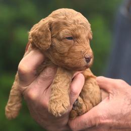 (Red Collar) Puddle - Red  male Goldendoodle puppy in Granite Falls Nc, North Carolina from Carolina Goldendoodles