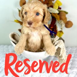 Bernedoodle, Goldendoodle, and Poodle Puppies from Plum Valley Pups