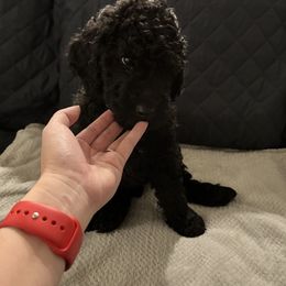 Poodle Puppies from The Rad Poodles
