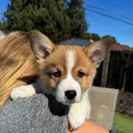 Pibbles - Sable male Pembroke Welsh Corgi puppy in Butte Meadows, California from Julia's Pembroke Welsh Corgis