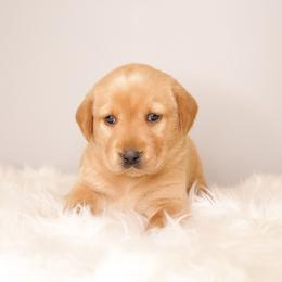 Labrador Retriever Puppies from AGL Retrievers
