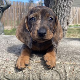 Girl 2 - Dapple Dachshund puppy in New Caney, Texas from Liberty Dachs