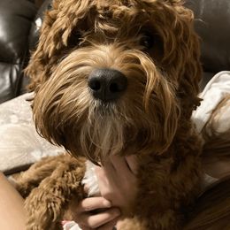 Cavapoo and Poodle All Grown Up from Happy Tails Poods and Doods