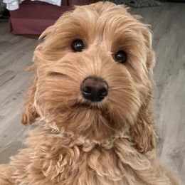 Layla - Australian Labradoodle