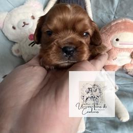 Cavalier King Charles Spaniel and Cavapoo Puppies from Unicorn Tears and Cavaliers