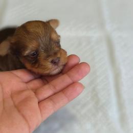 Chyna's Boy 3 - Chocolate, tan and white male Yorkshire Terrier puppy in Aiken, South Carolina from Sio's Yorkies