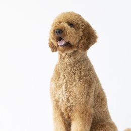 Sunny - Goldendoodle
