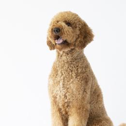 Sunny - Goldendoodle