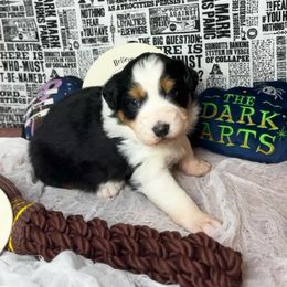Bellatrix - Black tri-color female Australian Shepherd puppy in Fredericksburg, Virginia from Cooper Ridge Aussies