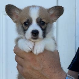 Algiz Gebo Harmony (Girl 2) - Fawn female Pembroke Welsh Corgi puppy in Hallandalle, Florida from Algiz Gebo